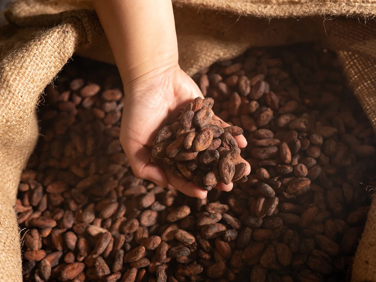 Puratos - Cacao Trace Sulawesi — Puratos Indonesia