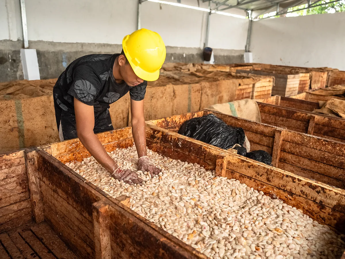 Puratos - Cacao Trace Sulawesi — 1