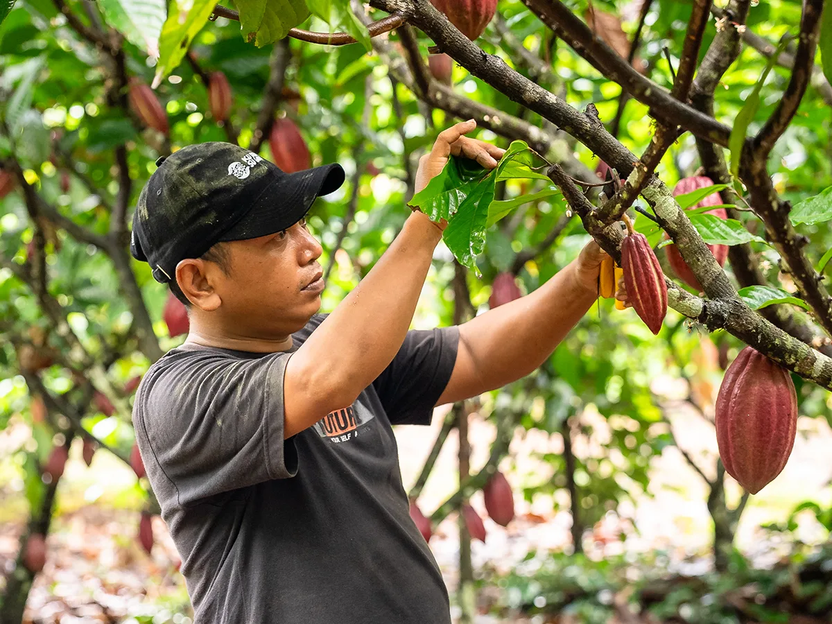 Puratos - Cacao Trace Sulawesi — 4